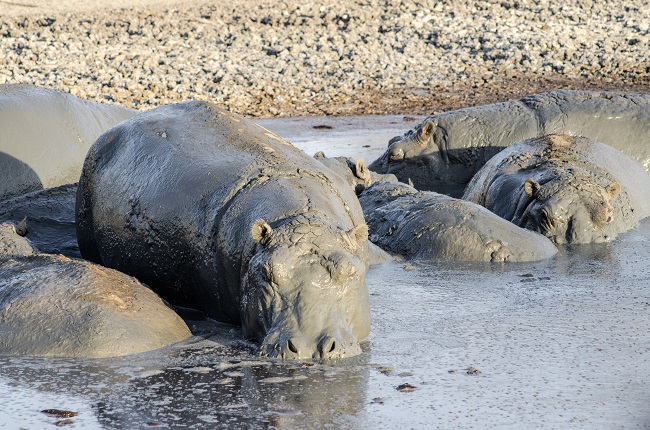 Hippos in Makgadikgadi Salt Pans in Nata, Botswana