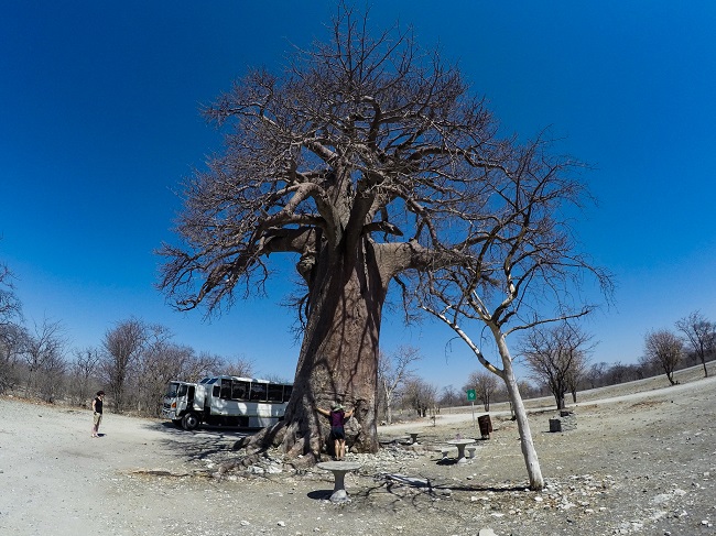 300 year old baobab in Hippos in Makgadikgadi Salt Pans in Nata, Botswana