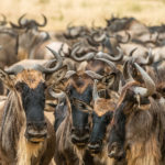Discovering the Makgadikgadi Salt Pans in Nata, Botswana. In the forest where once the homo sapiens started to evolve, today we can find a salt desert where animals are scarce and water is even more limited. This interesting location in the North east of Botswana is unique to the country and very different from the usual landscapes in Africa | The Solivagant Soul Travel Blog | #africa #safari #botswana #photographicsafari #wildlife