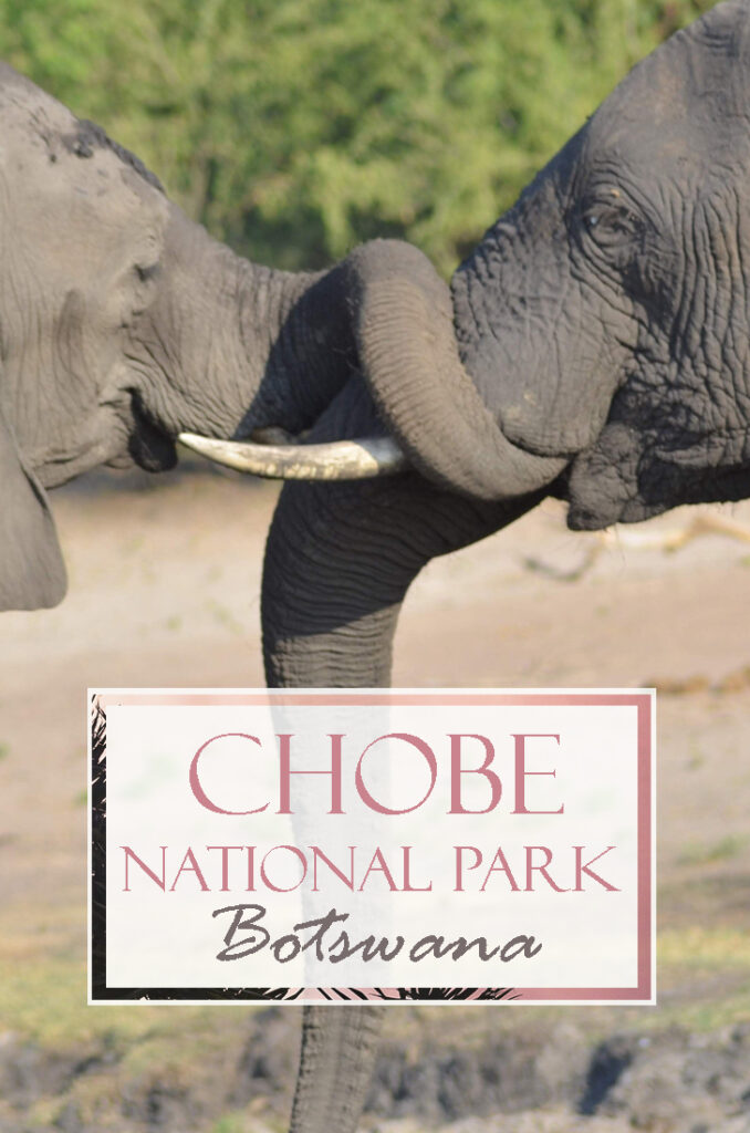 Facing a croc while discovering Chobe National Park in Botswana | Traveling in an organized safari trip through South Africa, Botswana and Zimbabwe we saw lions, hippos, rhinos, elephants and leopards. In Chobe National Park, we discovered one of the nicest national parks in Africa | #Safari #animals #bigfive #africa #beintrepid #lions #bigcats #travelsolo