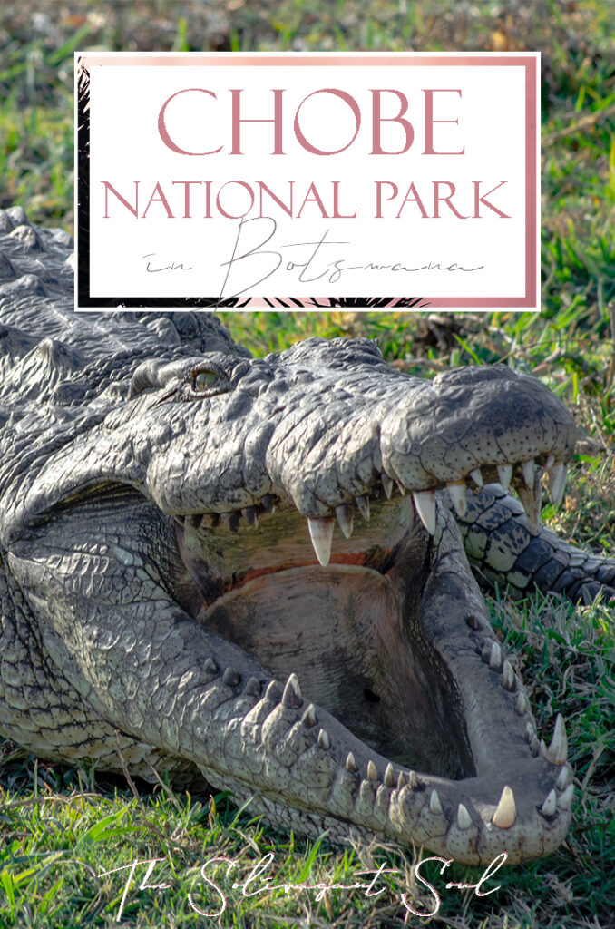 Facing a croc while discovering Chobe National Park in Botswana | Traveling in an organized safari trip through South Africa, Botswana and Zimbabwe we saw lions, hippos, rhinos, elephants and leopards. In Chobe National Park, we discovered one of the nicest national parks in Africa | #Safari #animals #bigfive #africa #beintrepid #lions #bigcats #travelsolo