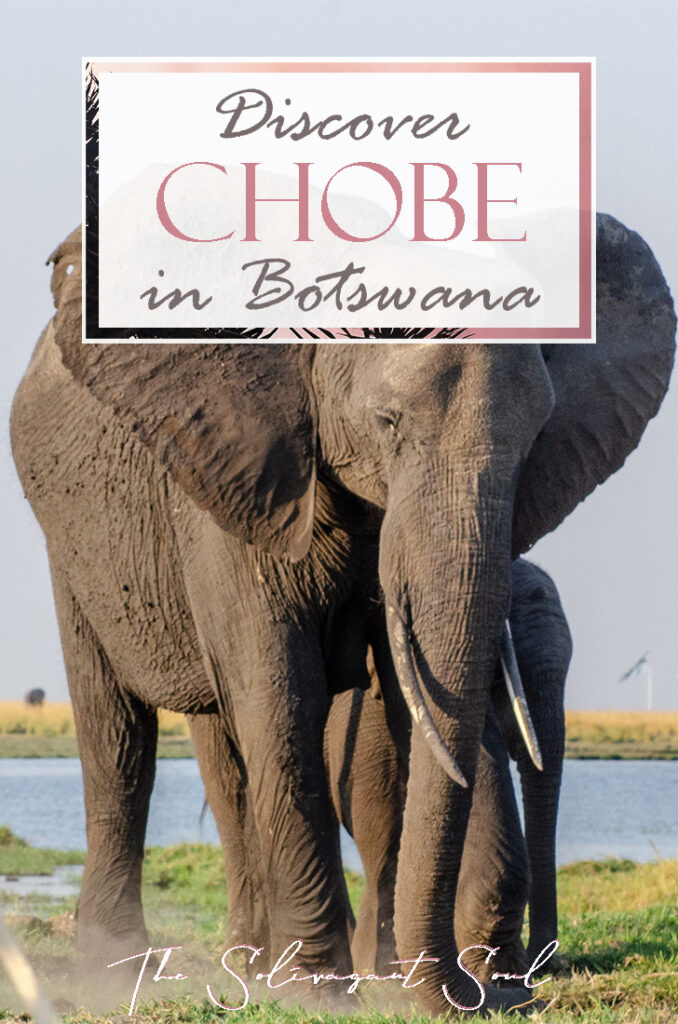 Facing a croc while discovering Chobe National Park in Botswana | Traveling in an organized safari trip through South Africa, Botswana and Zimbabwe we saw lions, hippos, rhinos, elephants and leopards. In Chobe National Park, we discovered one of the nicest national parks in Africa | #Safari #animals #bigfive #africa #beintrepid #lions #bigcats #travelsolo