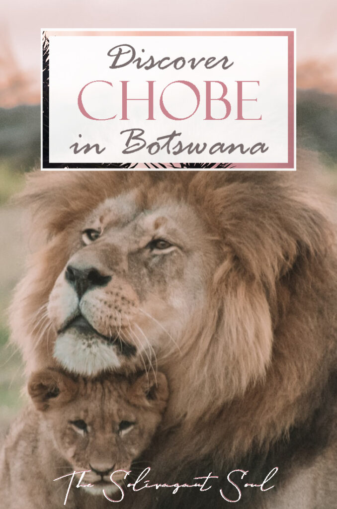 Facing a croc while discovering Chobe National Park in Botswana | Traveling in an organized safari trip through South Africa, Botswana and Zimbabwe we saw lions, hippos, rhinos, elephants and leopards. In Chobe National Park, we discovered one of the nicest national parks in Africa | #Safari #animals #bigfive #africa #beintrepid #lions #bigcats #travelsolo