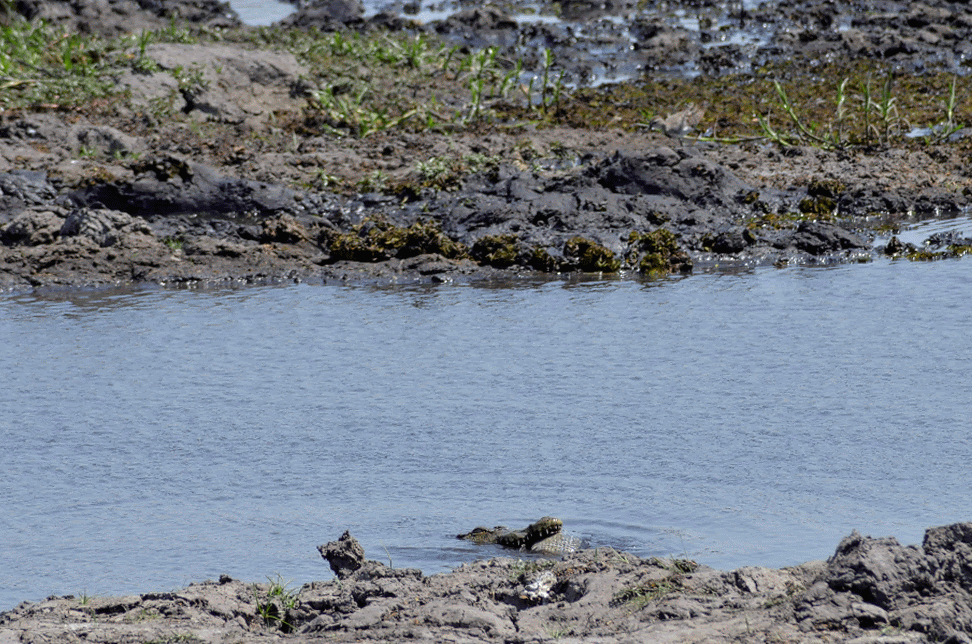 Facing a croc while discovering Chobe National Park in Botswana | Traveling in an organized safari trip through South Africa, Botswana and Zimbabwe we saw lions, hippos, rhinos, elephants and leopards. In Chobe National Park, we discovered one of the nicest national parks in Africa | #Safari #animals #bigfive #africa #beintrepid #lions #bigcats #travelsolo