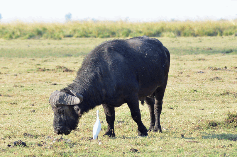 Facing a croc while discovering Chobe National Park in Botswana | Traveling in an organized safari trip through South Africa, Botswana and Zimbabwe we saw lions, hippos, rhinos, elephants and leopards. In Chobe National Park, we discovered one of the nicest national parks in Africa | #Safari #animals #bigfive #africa #beintrepid #lions #bigcats #travelsolo