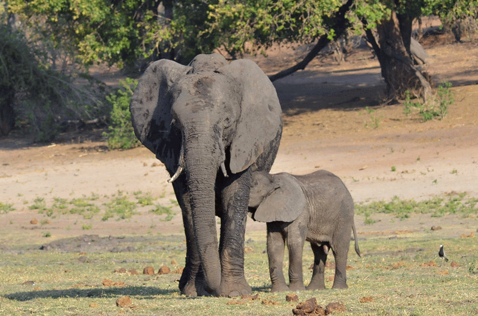 Facing a croc while discovering Chobe National Park in Botswana | Traveling in an organized safari trip through South Africa, Botswana and Zimbabwe we saw lions, hippos, rhinos, elephants and leopards. In Chobe National Park, we discovered one of the nicest national parks in Africa | #Safari #animals #bigfive #africa #beintrepid #lions #bigcats #travelsolo