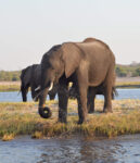 Facing a croc while discovering Chobe National Park in Botswana | Traveling in an organized safari trip through South Africa, Botswana and Zimbabwe we saw lions, hippos, rhinos, elephants and leopards. In Chobe National Park, we discovered one of the nicest national parks in Africa | #Safari #animals #bigfive #africa #beintrepid #lions #bigcats #travelsolo
