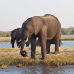 Facing a croc while discovering Chobe National Park in Botswana | Traveling in an organized safari trip through South Africa, Botswana and Zimbabwe we saw lions, hippos, rhinos, elephants and leopards. In Chobe National Park, we discovered one of the nicest national parks in Africa | #Safari #animals #bigfive #africa #beintrepid #lions #bigcats #travelsolo