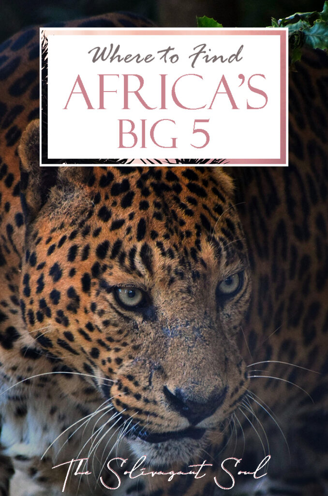 Where to find Africa's Big Five | How to see Africa's Big Five. Africa's big five are a group of animals that make the wish list of all safari enthusiasts. This list includes Elephants, Rhinos, Water Buffaloes, Leopards and Lions. Even though they do not all live together it is possible to see them in some areas of South Africa, Botswana and Kenya.
