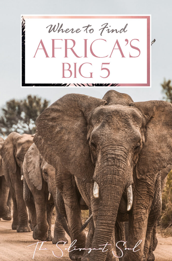 Where to find Africa's Big Five | How to see Africa's Big Five. Africa's big five are a group of animals that make the wish list of all safari enthusiasts. This list includes Elephants, Rhinos, Water Buffaloes, Leopards and Lions. Even though they do not all live together it is possible to see them in some areas of South Africa, Botswana and Kenya.