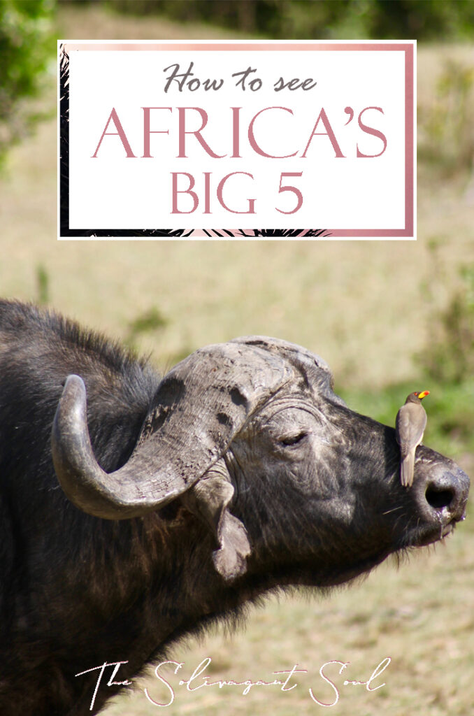 Where to find Africa's Big Five | How to see Africa's Big Five. Africa's big five are a group of animals that make the wish list of all safari enthusiasts. This list includes Elephants, Rhinos, Water Buffaloes, Leopards and Lions. Even though they do not all live together it is possible to see them in some areas of South Africa, Botswana and Kenya.