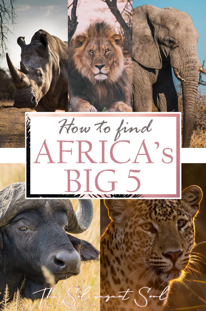 Where to find Africa's Big Five | How to see Africa's Big Five. Africa's big five are a group of animals that make the wish list of all safari enthusiasts. This list includes Elephants, Rhinos, Water Buffaloes, Leopards and Lions. Even though they do not all live together it is possible to see them in some areas of South Africa, Botswana and Kenya.