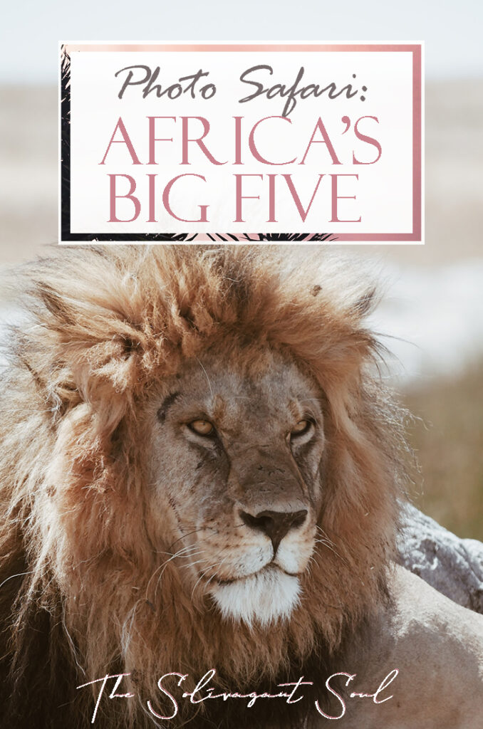 Where to find Africa's Big Five | How to see Africa's Big Five. Africa's big five are a group of animals that make the wish list of all safari enthusiasts. This list includes Elephants, Rhinos, Water Buffaloes, Leopards and Lions. Even though they do not all live together it is possible to see them in some areas of South Africa, Botswana and Kenya. #kenya #botswana #southafrica #safari #wildlife #photography
