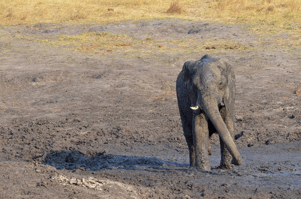 Where to find Africa's Big Five - The Solivagant Soul Where to find Africa's Big Five - The Solivagant Soul