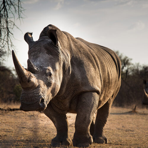 Where to find Africa's Big Five | How to see Africa's Big Five. Africa's big five are a group of animals that make the wish list of all safari enthusiasts. This list includes Elephants, Rhinos, Water Buffaloes, Leopards and Lions. Even though they do not all live together it is possible to see them in some areas of South Africa, Botswana and Kenya. #kenya #botswana #southafrica #safari #wildlife #photography