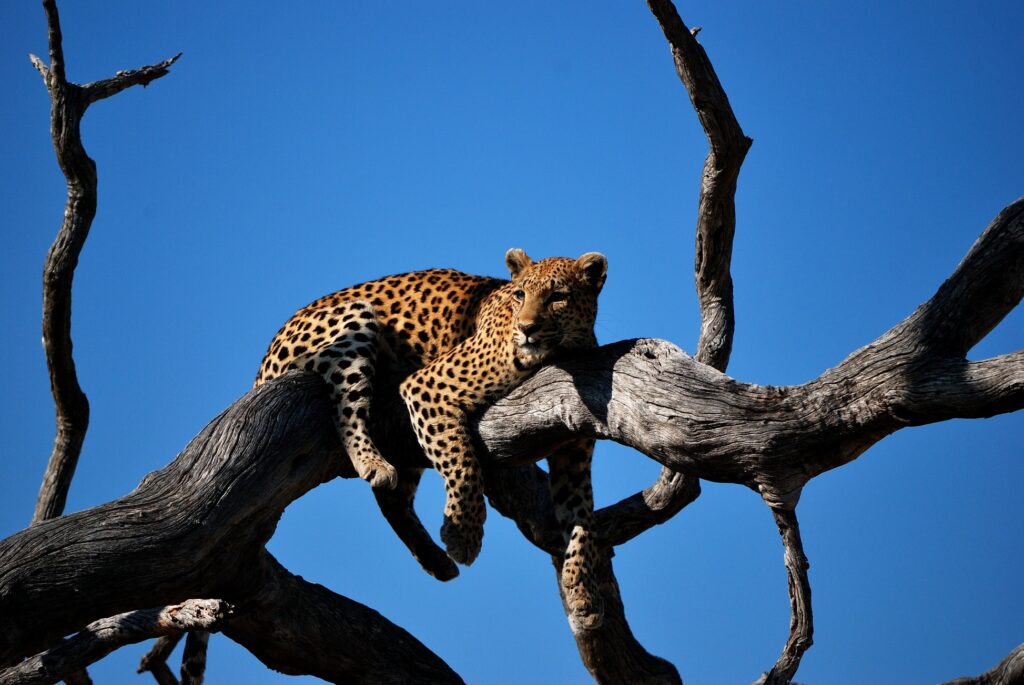 Where to find Africa's Big Five | How to see Africa's Big Five. Africa's big five are a group of animals that make the wish list of all safari enthusiasts. This list includes Elephants, Rhinos, Water Buffaloes, Leopards and Lions. Even though they do not all live together it is possible to see them in some areas of South Africa, Botswana and Kenya. #kenya #botswana #southafrica #safari #wildlife #photography