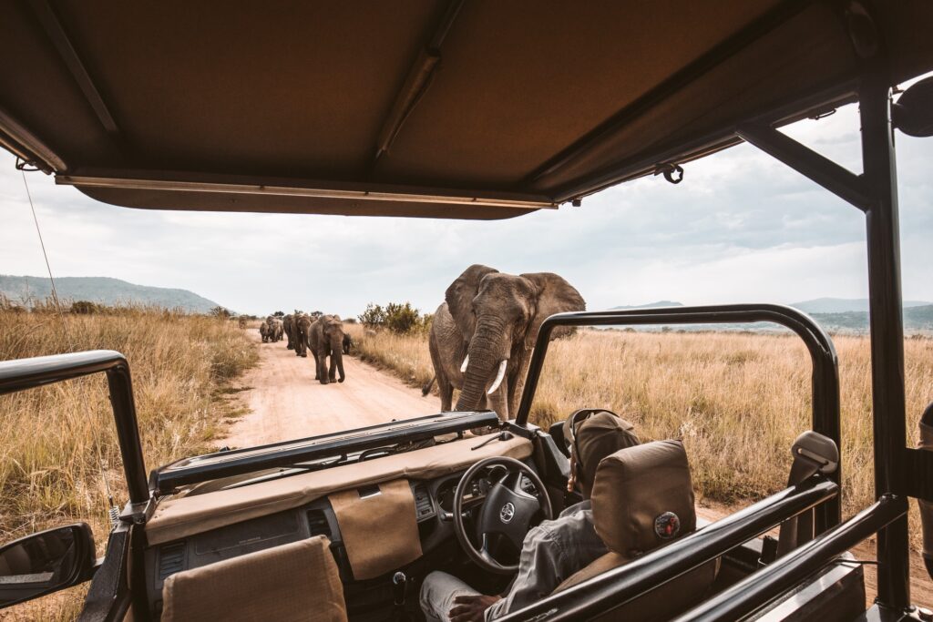 Where to find Africa's Big Five | How to see Africa's Big Five. Africa's big five are a group of animals that make the wish list of all safari enthusiasts. This list includes Elephants, Rhinos, Water Buffaloes, Leopards and Lions. Even though they do not all live together it is possible to see them in some areas of South Africa, Botswana and Kenya. #kenya #botswana #southafrica #safari #wildlife #photography