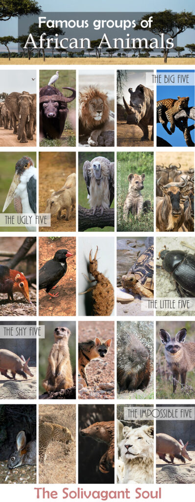 The Ugly five of Africa, and the best places to find them - The Solivagant Soul The Ugly five of Africa, and the best places to find them - The Solivagant Soul