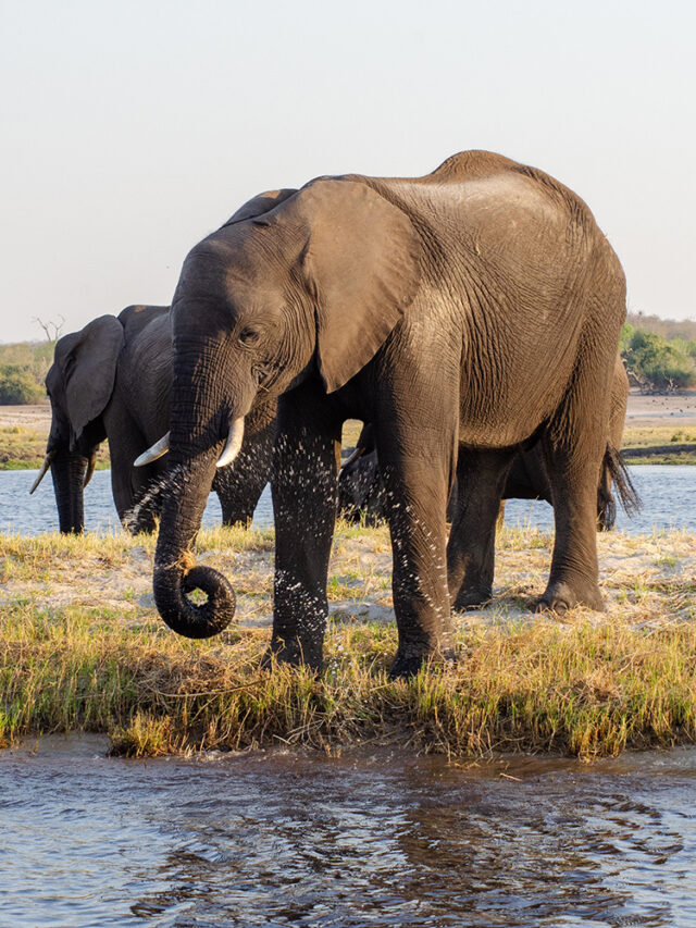 Discovering The Big Five of Africa