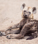 Famous animals in Africa - The Ugly Five, the shy five, the little five, the impossible 5 and the big five. The very best of the African Wildlife and where to find them during a Safari.