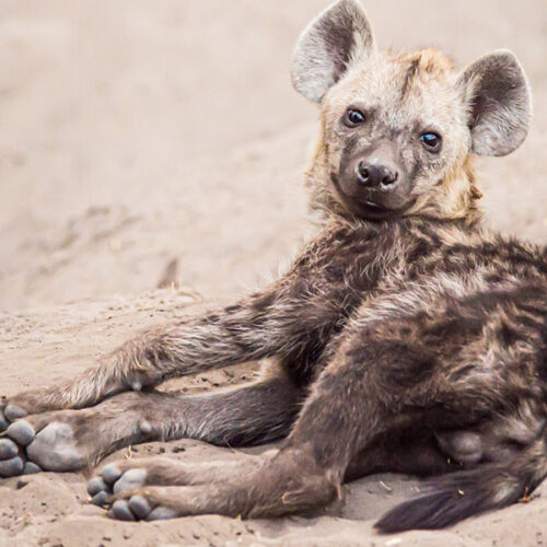 Famous animals in Africa - The Ugly Five, the shy five, the little five, the impossible 5 and the big five. The very best of the African Wildlife and where to find them during a Safari.